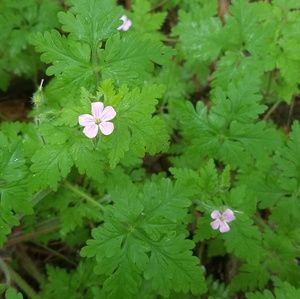 Meet your Posher, Liv